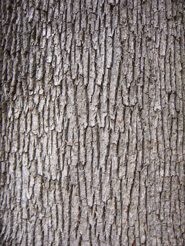Take advantage of the starker Winter landscape to appreciate the varied beauty of tree bark.
